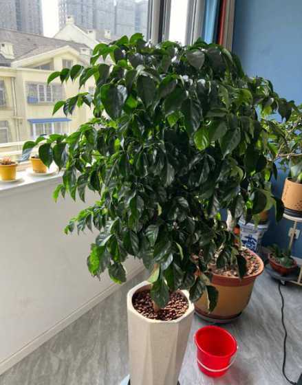 为什么幸福树不长新芽 幸福树换盆后剪头了,老是不发芽,怎么解决