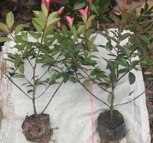 石楠苗一平方栽多少棵 四川绿化工一天可以栽多少平方灌木