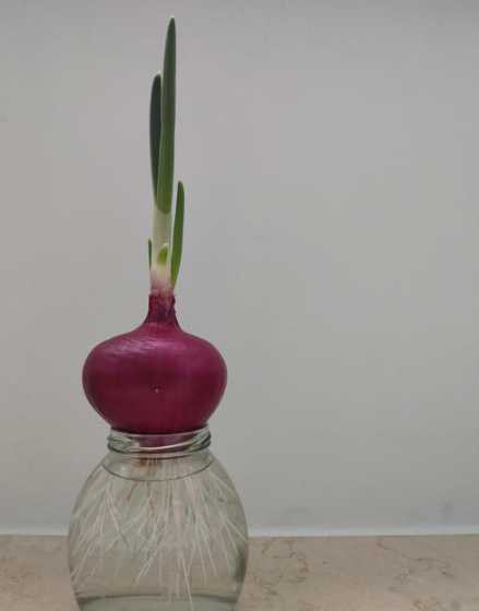 洋葱盆栽怎么用水种植 盆栽洋葱怎么种植方法