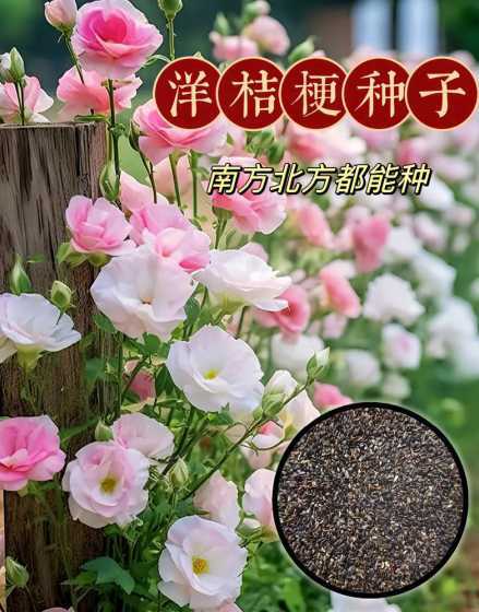 切花洋桔梗种子怎么种 洋桔梗花种子怎么种植