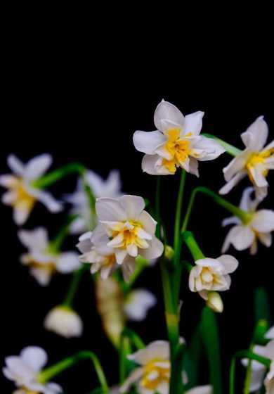 水仙花为什么冬天开放 水仙花为什么叫水仙