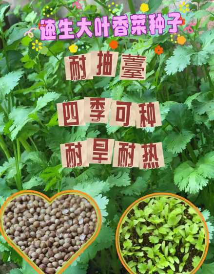 盆栽香菜需要什么土壤 盆栽种植香菜需要怎么做种植时有哪些注意事项吗