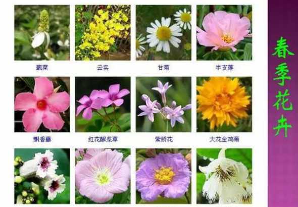哪种四季叶子好看的花草 10种特别香又好看的花有哪些(开花很香的花卉大全)