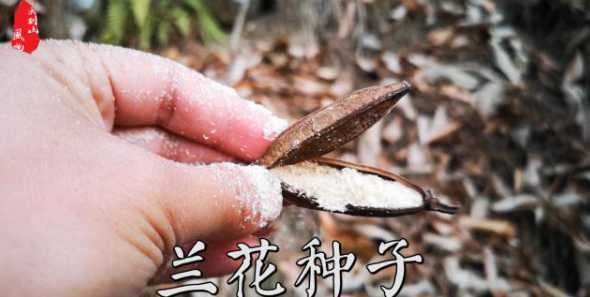 兰花草的种子在什么地方 牧场物语兰花草种子在哪里培育要怎么点出来