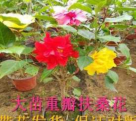 扶桑牡丹什么时侯换盆 扶桑花怎么换盆 扶桑花如何换盆