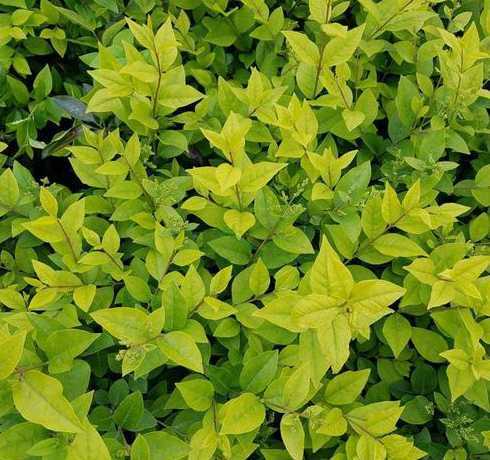 江西金叶女贞苗多少钱 一亩地种多少株金叶女贞小苗