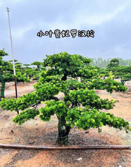 小叶罗汉松盆景怎么养 罗汉松怎么养 罗汉松的养殖方法