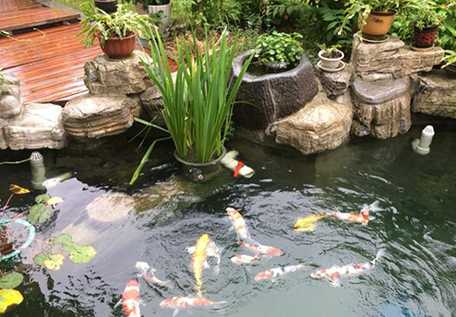 30吨水鱼池要多少钱 如何清理鱼池