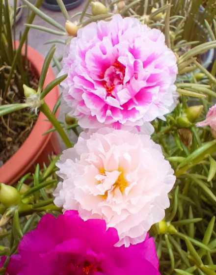 单面宿根观花是指什么 花境植物是什么