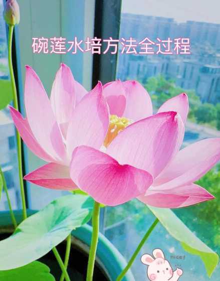 无土水培碗莲花怎么养 碗莲不用土怎么养