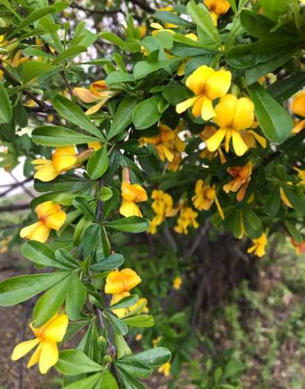 锦鸡花移植为什么掉叶 用什么给花浇水最好
