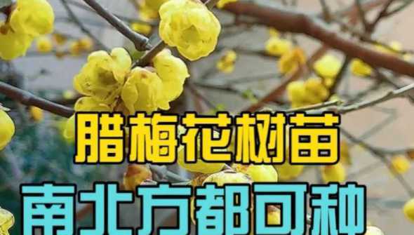 腊梅花树苗多少钱一棵 黑心商家会用什么树苗充当腊梅苗