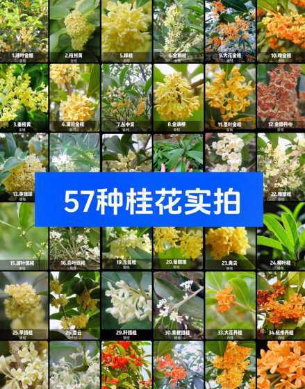 桂花的分类依据是什么 桂花分类金桂银桂四季桂