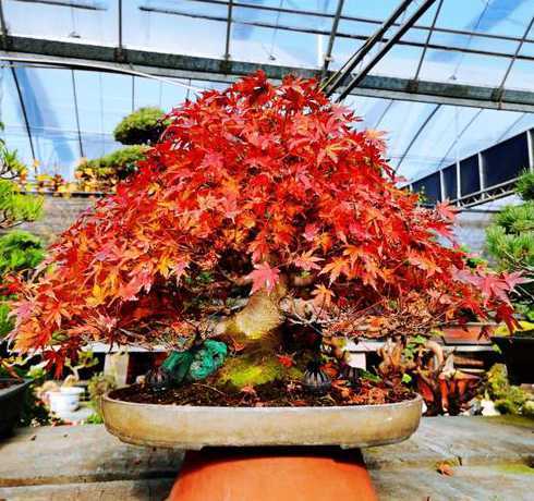 室内盆栽红枫怎么过冬 红枫冬天落叶吗(红枫盆栽冬天怎么养殖管理)