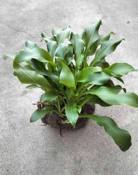 青叶玉簪的土要到哪里 青叶玉簪花养殖方法 青叶玉簪花怎么浇水