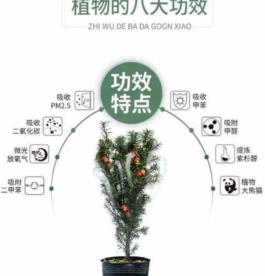 红豆杉为什么不能浇水 红豆杉怎么浇水,红豆杉浇水方法