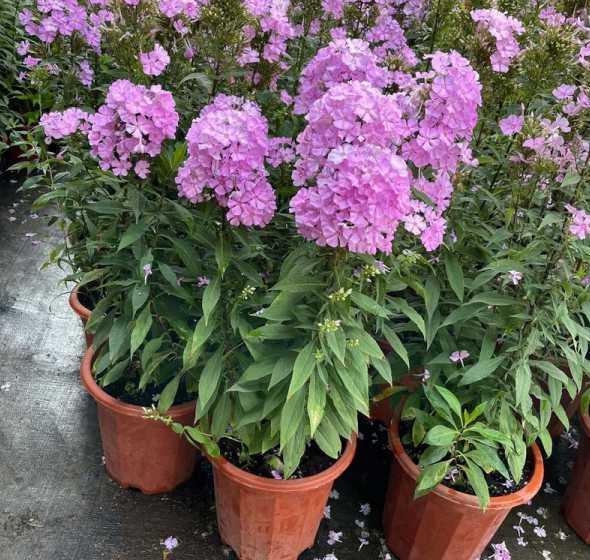 宿根福禄考一株多少钱 宿根福禄考种类与品种