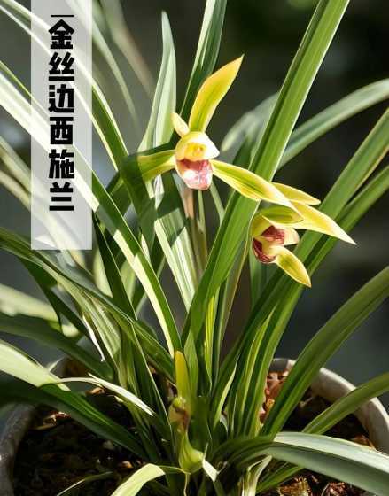 叶子带金边的花草有哪些 叶子上有金边的植物叫什么
