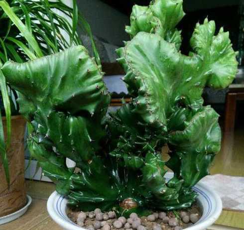 麒麟花怎么养怎么繁殖 麒麟植物怎么繁殖