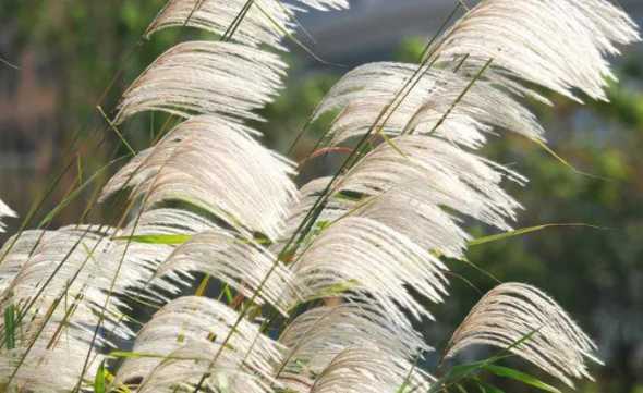 叶子像芦苇的是什么花 这两种草叫什么