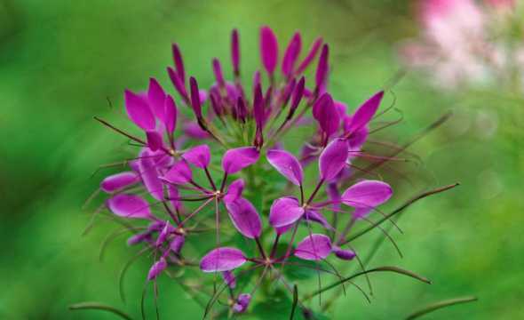 看看花卉各种各样的花卉 花卉名字大全500种花卉名字大全