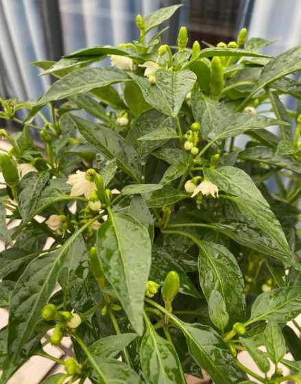 五色椒盆栽怎么样浇水 盆栽五色椒叶子冻伤落叶怎么办