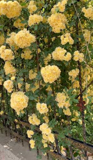 黄木香花属于什么树种 黄木香花为什么不能种