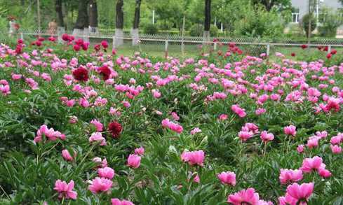 双鸭山的市花是什么花 双鸭山适合养什么花,市花和市树是什么