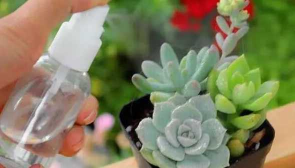维生素浇花有什么好处 维生素e能浇花吗,可以浇什么花