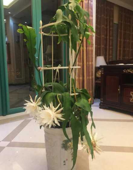 昙花开后花朵怎么处理 昙花开花后怎么修剪,开完花后剪枝方法