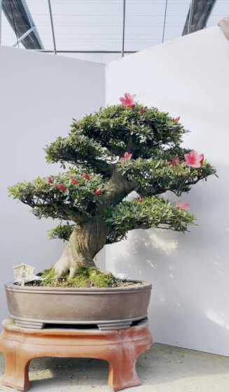 杜鹃盆栽杜鹃怎么造型 阳台盆栽杜鹃花如何增湿