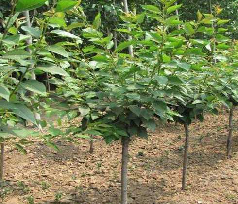 樱花树苗最怕什么土壤 樱花种植