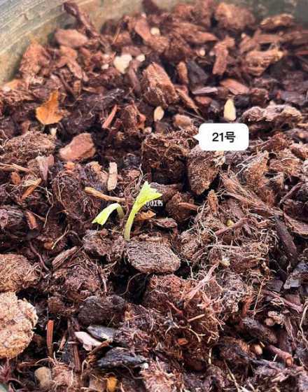 旱金莲小苗怎么不爱长 玫瑰花种子怎么种植