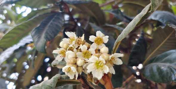 枇杷树的花是什么颜色 枇杷树开花吗,开花什么样子