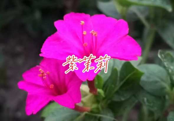 紫茉莉为什么也叫茉莉 茉莉与紫茉莉的区别是什么