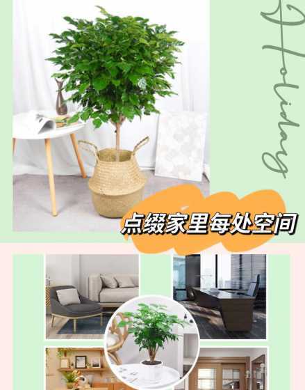 幸福树去除甲醛怎么样 幸福树可以吸收甲醛吗