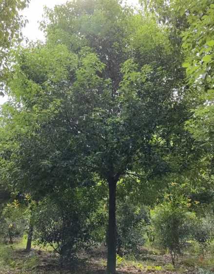 香樟树苗每亩种多少棵 香樟树苗什么时候栽(香樟树种植时间和方法)