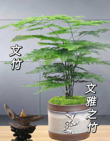 文竹什么季节适合分盆 文竹怎么分株,什么时候分盆好