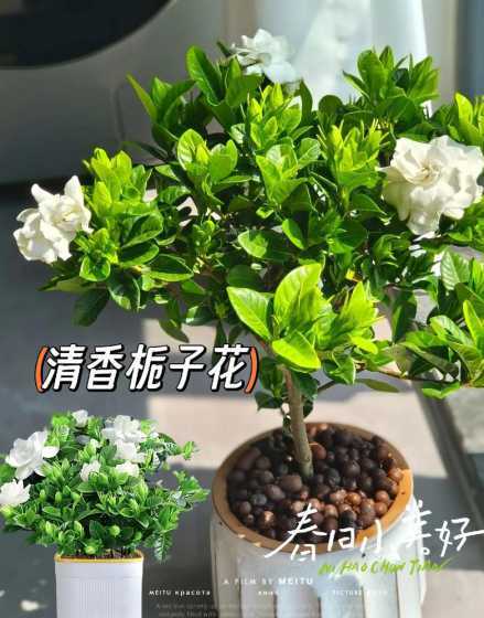 桅子花怎么样才爱开花 栀子花怎么养