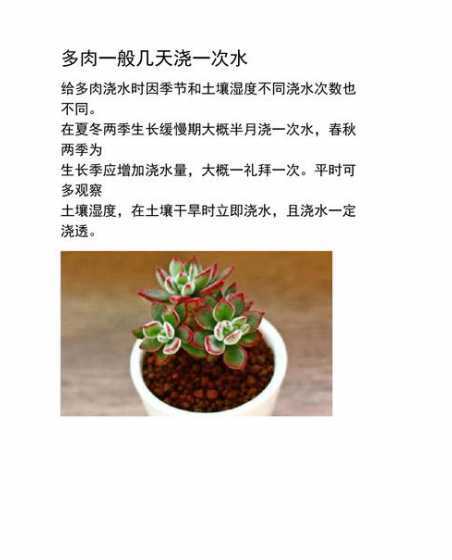 多肉大概什么时候浇水 多肉春天什么时候浇水最好 浇水的时候需要注意什么