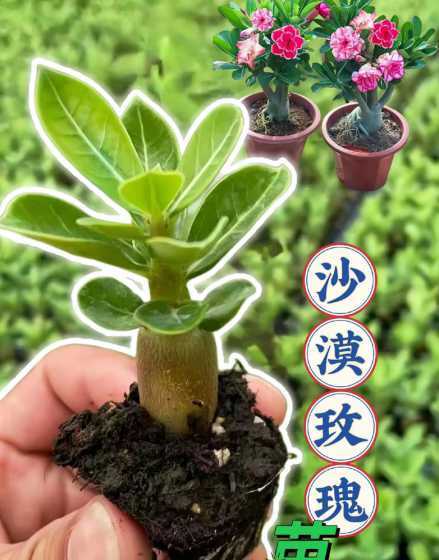 沙漠玫瑰出芽后怎么养 沙漠玫瑰的播种方法