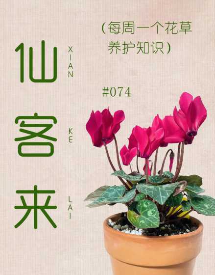 仙客来开花前怎么管理 仙客来开花期间怎样进行养护管理