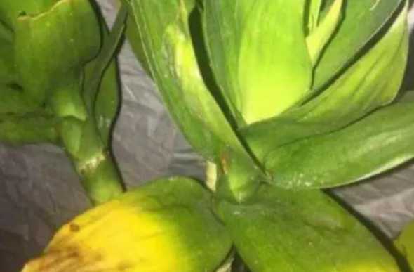 盆景的叶子发黄怎么办 盆景植物叶子发黄应该怎么办