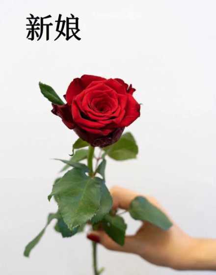 玫瑰怎么样种能有大花 名称大花浓香型玫瑰品种