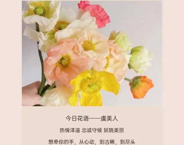 虞美人花的花语是什么 虞美人花语和象征意义