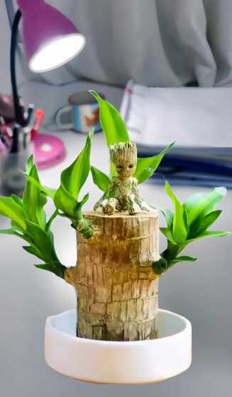 水培巴西木有什么效果 水培巴西木的功效与作用
