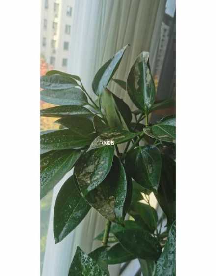 平安树怎么是叶子发亮 这个平安树是怎么回事呢,一直滴着透明的粘液,叶子黄
