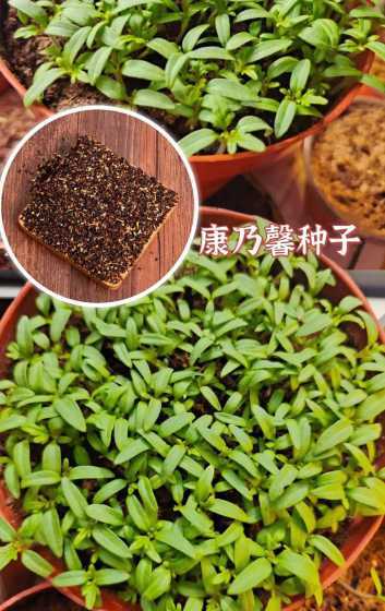 康乃馨种子怎么长出来 康乃馨花种子发芽了怎么种 康乃馨种子多久才能发芽