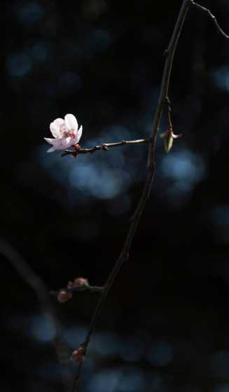 枯枝添梅花什么意思 梅花的特点是什么