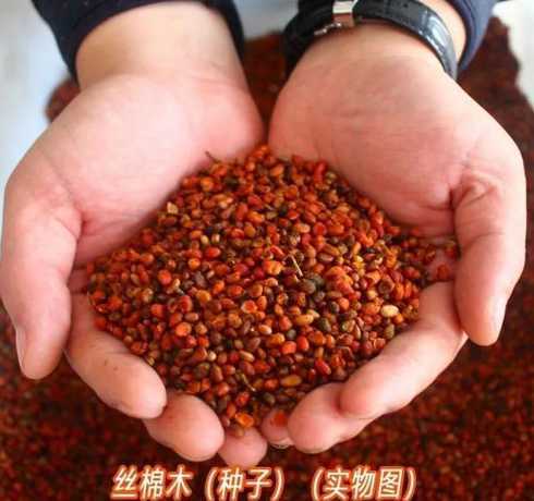 丝棉木嫁接什么前景好 什么树可以嫁接到丝棉树上 丝棉木能嫁接什么树
